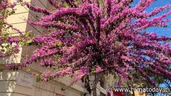 Quartiere Africano, il taglio degli alberi scatena le proteste: “Erano in fiore”