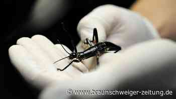 Zoo zeigt eines der seltensten Insekten der Welt