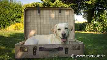 Urlaub für den Hund: vom Dogsitter bis zur Tierpension