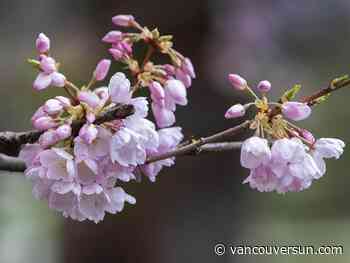Vancouver Cherry Blossom Festival is on: Here's what to know