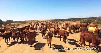 There's movement at the stations in outback WA