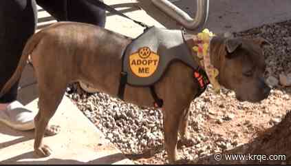Bernco holds pet adoption event at Winrock PetSmart
