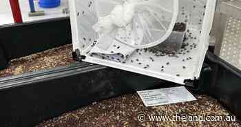 Bye, bye blowflies: first result of groundbreaking sterile flies project