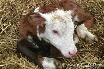 “We openden de staldeur en waren compleet verrast”: op Schoolhoeve is eerste vleeskalfje helemaal zelfstandig geboren