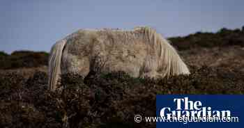 Spain’s wild horses in peril – in pictures