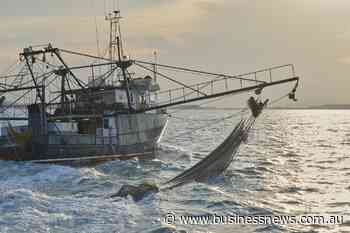 Austral Fisheries 2024 result nets 26% rise in earnings