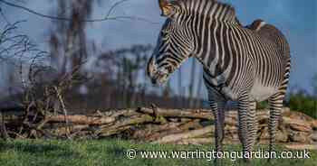 Huge new Chester Zoo zone with 57 African species to open