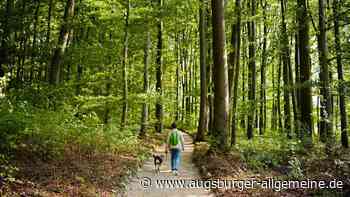 Hundebesitzer stören Waldtiere und Jäger: Reichling zieht Konsequenzen