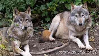 How rewilding could turn Britain into a modern day Jurassic Park: Scientists want to reintroduce wolves and bears to the UK - but critics warn it could be 'catastrophic'