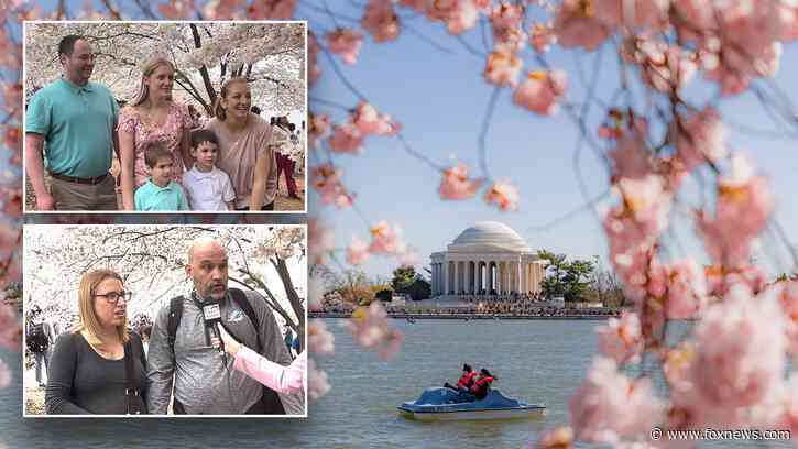 Tourists question if simple act is 'illegal' amid cherry blossom season, park ranger reveals answer