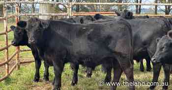 Walcha weaner, feeder and breeder sale was 'strong across the board'