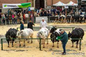 IN BEELD. Tjokvolle Markt voor Vlaamse hoogdag van de veeteelt: “Ongetwijfeld hebben we hier veel jongeren mee warm gekregen”