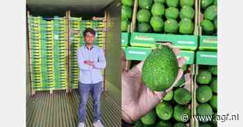 "Tanzaniaanse avocado populair in India"