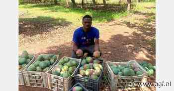 Mango-oogst Ivoorkust start op 31 maart