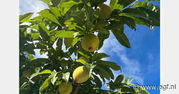 "Te vroeg de markt betreden is nefast voor de hele sector"
