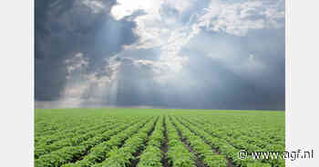 "Zonnig weer na aanhoudende regen niet gunstig voor Spaanse aardappelteelt"