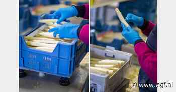 "De vraag naar asperges is enorm van alle kanten"