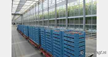 Meer kilo's kasgroenten van kleiner areaal