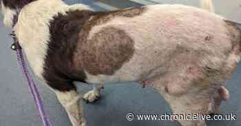 Newcastle man banned from keeping animals after neglected dog lost 70 per cent of its fur