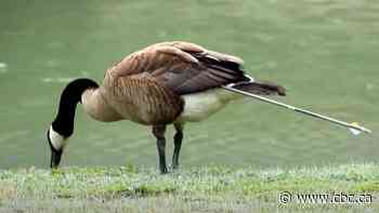 #TheMoment a Canada goose hit by an arrow was released back into the wild