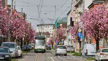 Die besten Orte in Augsburg, um Kirschblüten anzuschauen