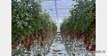 "Biologische tomatenteelt op Sicilië groeit, maar arbeidskrachten vinden blijft uitdaging"