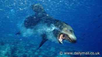 Surfer is left 'battling PTSD' after being attacked by a deranged SEA LION - as scientists reveal the chilling motive behind the attack