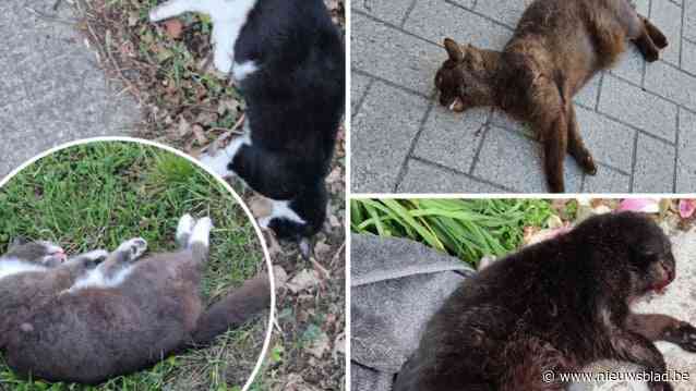 Vier katten vlakbij elkaar doodgereden op dezelfde dag: “Het is nu kattentijd, ze lopen meer rond ‘s avonds”