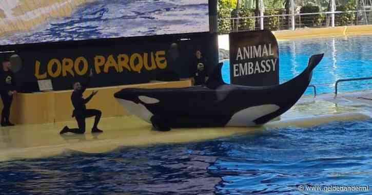 ‘Nederlandse’ orka Morgan bevallen van kalfje: ‘Dit orkajong gaat een in- en intriest leven tegemoet’