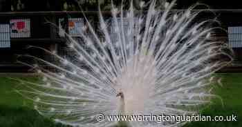 Guided tours will be taking place of the children's zoo at Walton Gardens this Easter