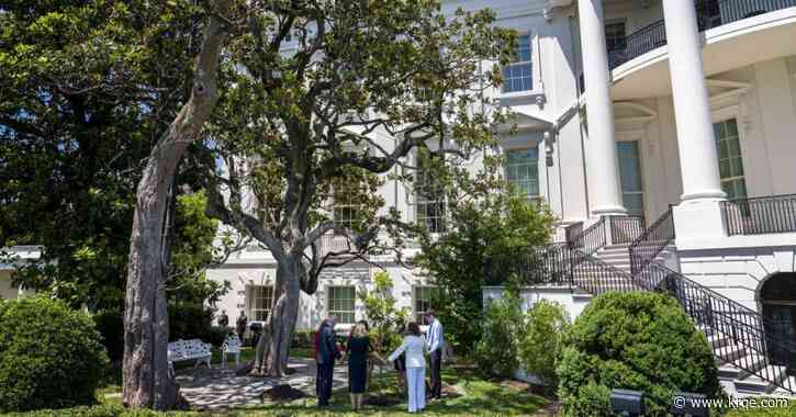 White House to remove magnolia tree dating to Andrew Jackson