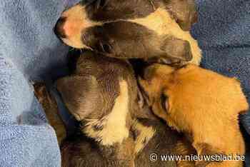 Man probeert weg te komen met dumpen van acht puppy’s, maar penetrante geur verraadt hem