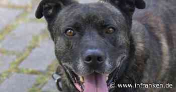 Tierheim Bamberg: Hund Sky "lässt sich nicht alles gefallen"