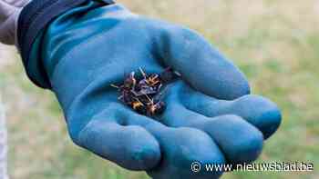 Lezing leert je alles over Aziatische hoornaar
