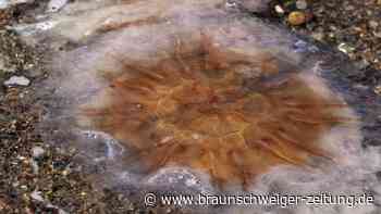 Touristen besorgt: Quallen-Invasion macht Mallorca zu schaffen