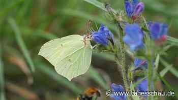 Tagfalter-Monitoring : Schmetterlinge leiden unter Pestiziden und Klimawandel