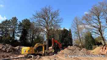 Eeuwenoude eik heeft nieuwe thuis: “Je hebt 6 hectare jonge bomen nodig om de eik te vervangen”
