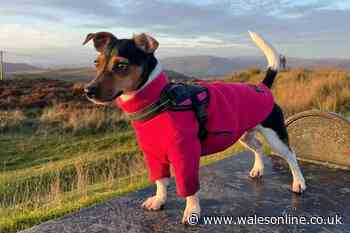 Someone put fish hooks in treats at a popular park and one dog almost died