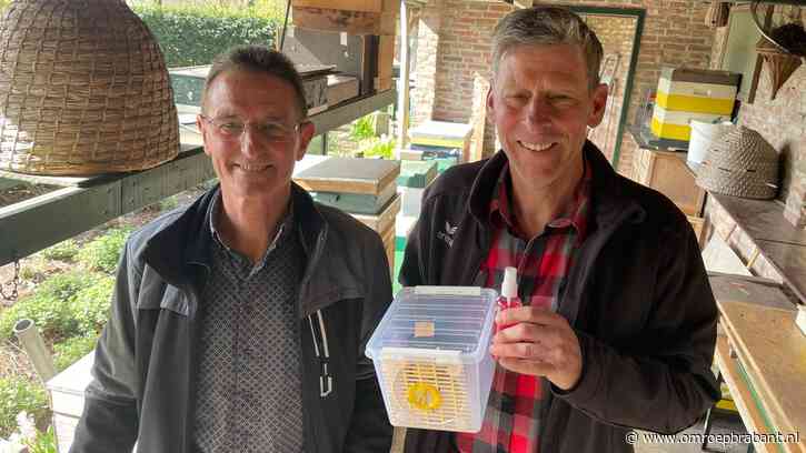 Imkers willen Aziatische hoornaar stoppen: 'Hier niet welkom'