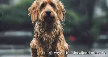 All the animals stolen in Bromley since 2012 - with dogs and birds topping the list