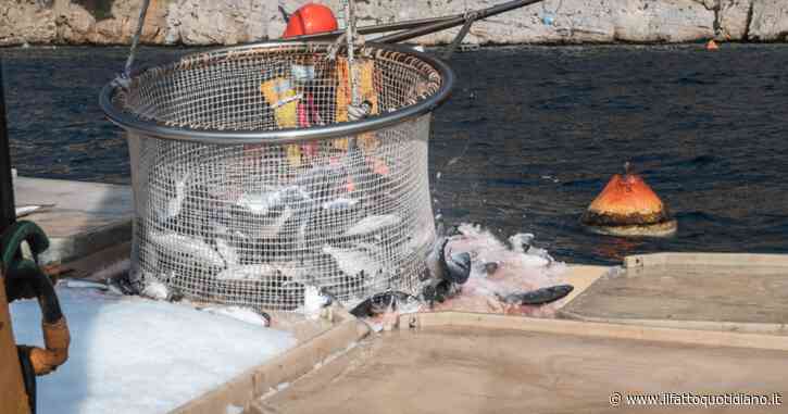 Italia indietro sul benessere dei pesci: il nuovo manuale della Associazione piscicoltori italiani presenta lacune