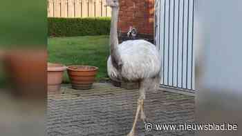 Ontsnapte nandoe gevangen in Halen: eigenaar blijft spoorloos