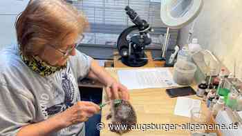 Die Igel im Augsburger Land brauchen Hilfe