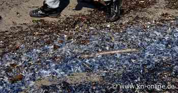 Mallorca: Strände voller Quallen