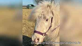 „Tierschutzfall“ – Landkreis Peine muss fast blindes Pony vermitteln