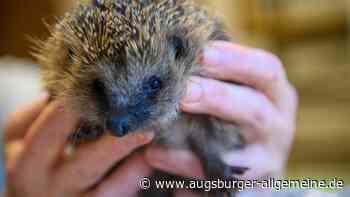 Kinder spielen mit Igel Fußball: Anzeigeerstatter wegen Falschmeldung verurteilt