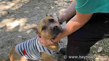 Proposed Florida bill aims to create statewide animal abuse registry