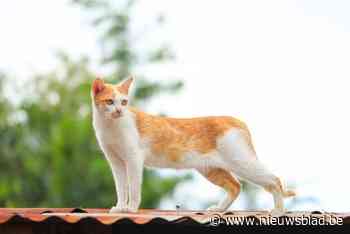 Kattenhater aan het werk? Vier katten vlak bij elkaar doodgereden op dezelfde dag