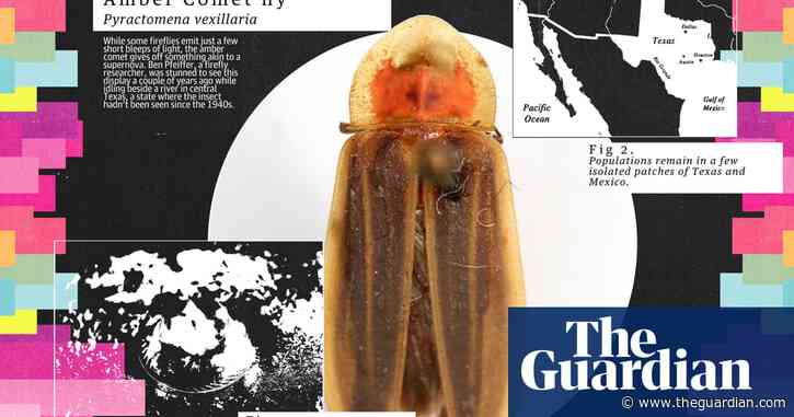 A dazzling fairy giving off supernova-like light: the amber comet firefly