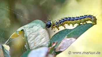 Buchsbaumzünsler im Anmarsch: Wie Sie die Plage im Garten erkennen